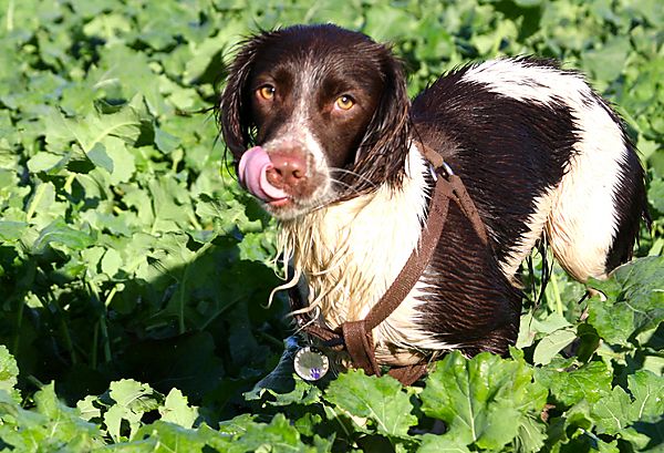 Something must taste nice