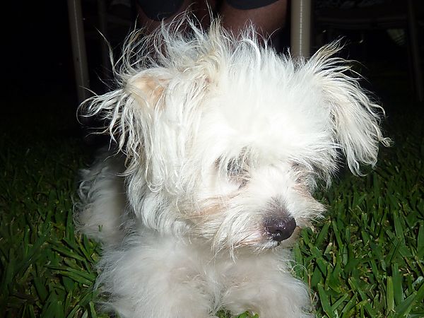 This wind is messing up my fur