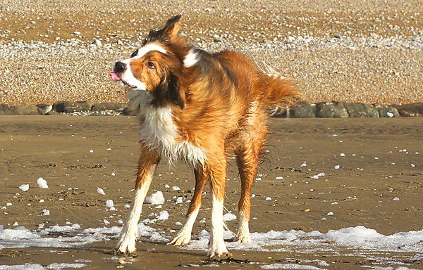 Shaking off the sea water