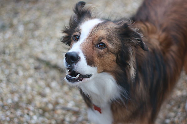 Beach walks with Woody