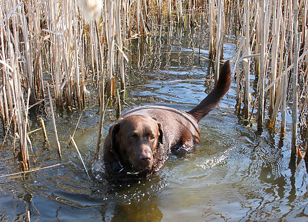 You can't keep a labrador out of water