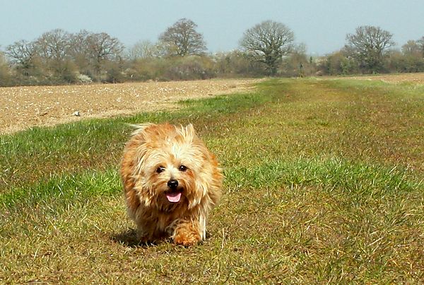 Sweetpea getting her exercise