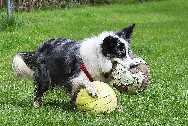 Kassie and her balls