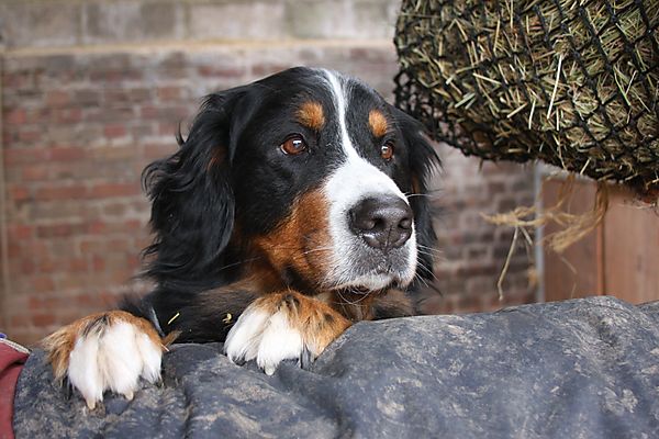 Pepsi - Bernese Mountain Dog