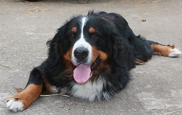 Beautiful Bernese Mountain Dog