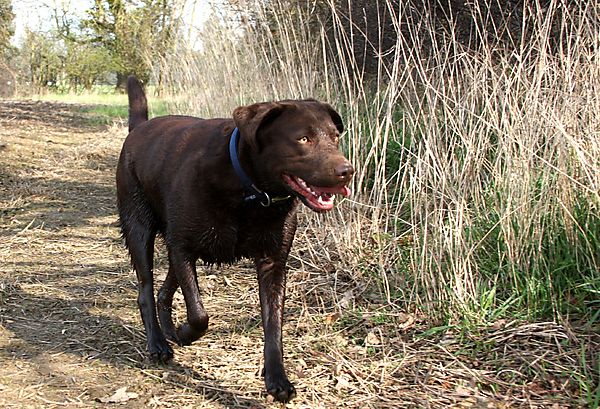 Chocolate Labrador Mabel