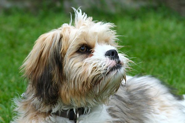 Shi-Tzu and a Cavalier King Charles Cross