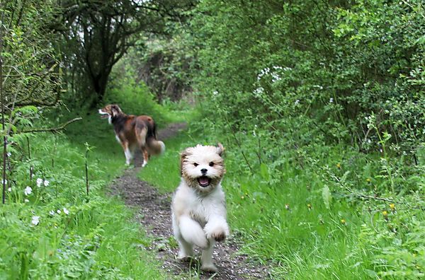Poppy enjoying walkies