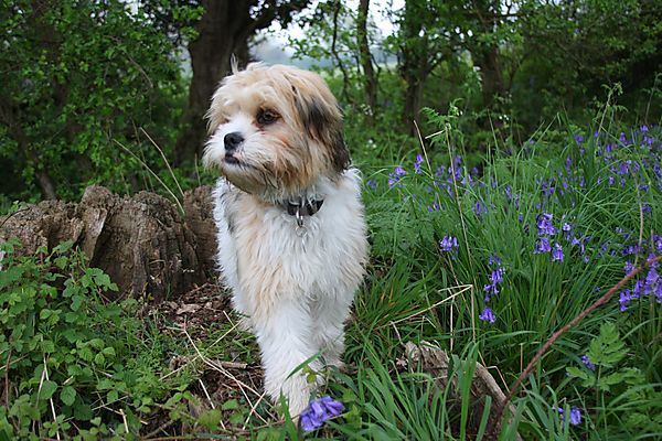 Shi-Tzu Cross Cavalier Poppy