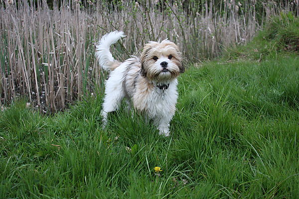 Poppy exploring new areas