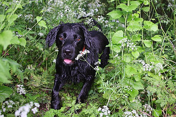Playing in the undergrowth