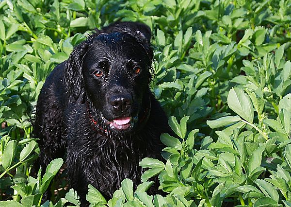 Marley on field walkies