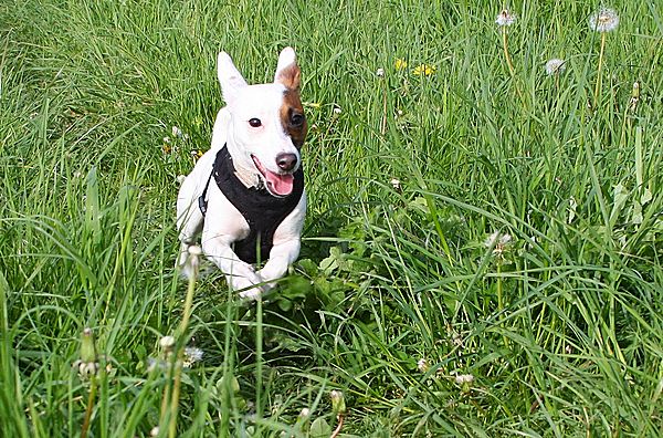 Bella enjoying herself