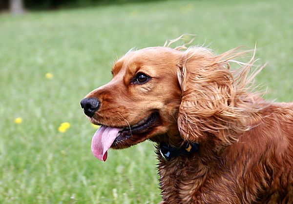 Ruby with the wind in her fur