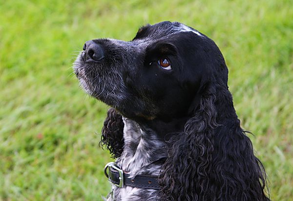 Hector the cocker spaniel