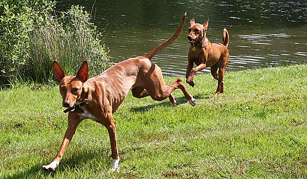 Ibizan Hounds having fun