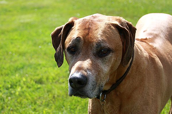 Rhodesian Ridgeback