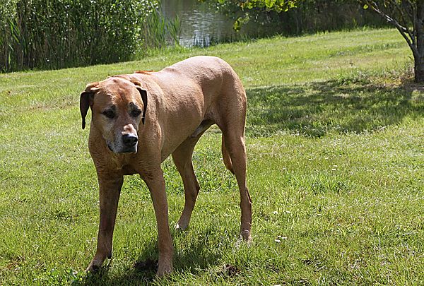 Rhodesian Ridgeback out for a walk