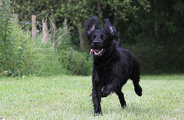 A dogs life is great