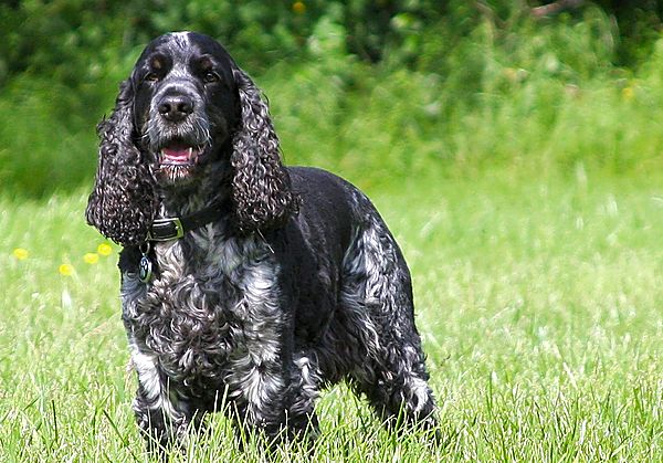 Cocker Spaniel Hector