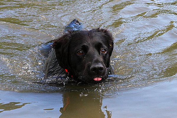 You cant keep him out of water