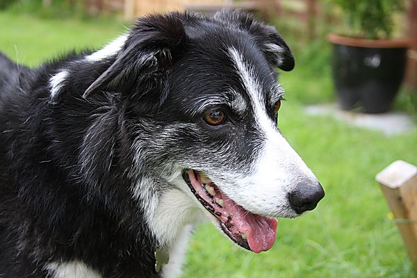 Sheba Collie Cross
