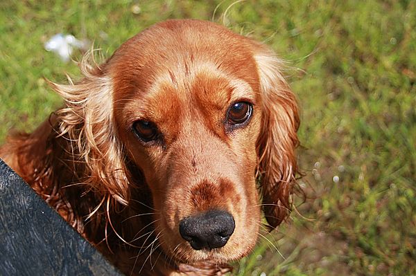 Gorgeous Cocker Spaniel