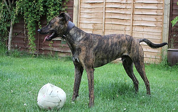 Ready for a game of pawball