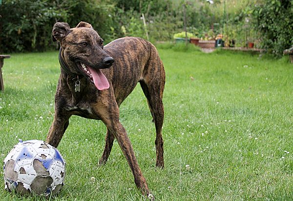 Playful Dobby with the football