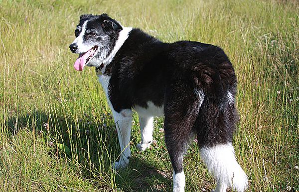 Sheba out on walkies