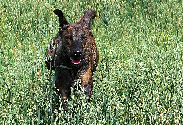 Field walkies with Dobby