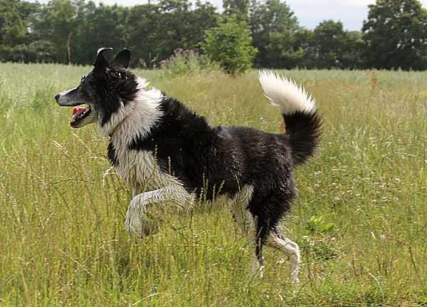 Collie Chase