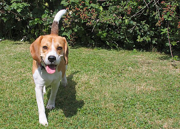 Bobby the Beagle