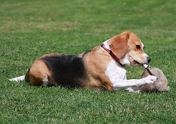 Bobby found something to pull