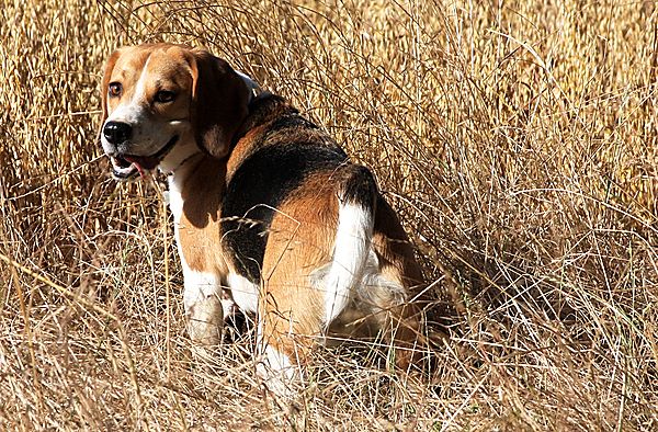 Bobby blending in with his surroundings