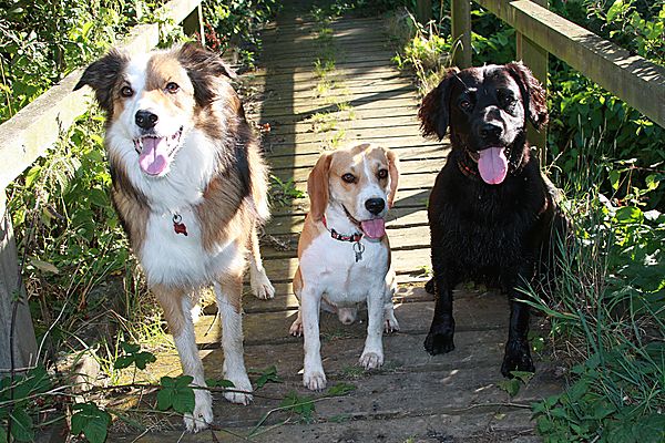 Marley with Bobby and Woody