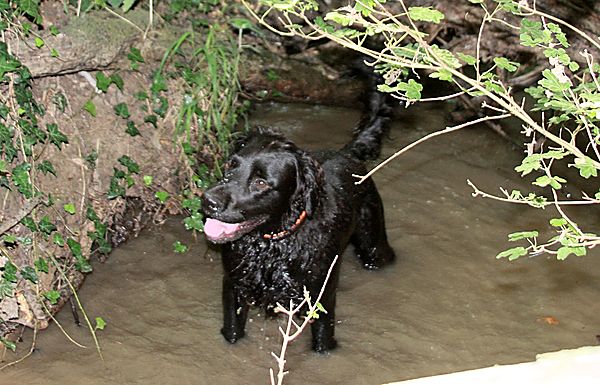 Marley always the one to find the water