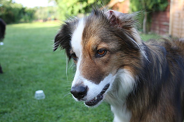 Who's stealing my toy