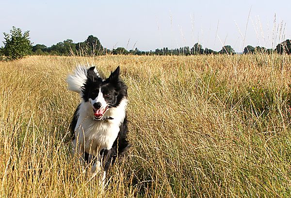 Border Collie Bronte