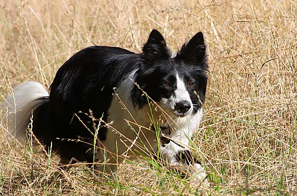 The Collie Stalk