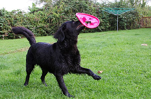 Getting to grips with Frizbee