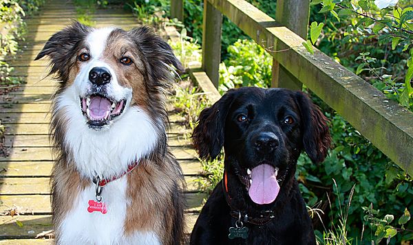 Goodie Bridge with Marley and Woody