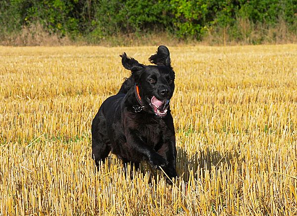 Marley runnng through the fields