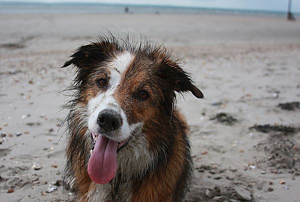 Sandy Dog