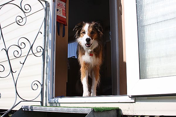 Dog friendly Mobile Home Holiday