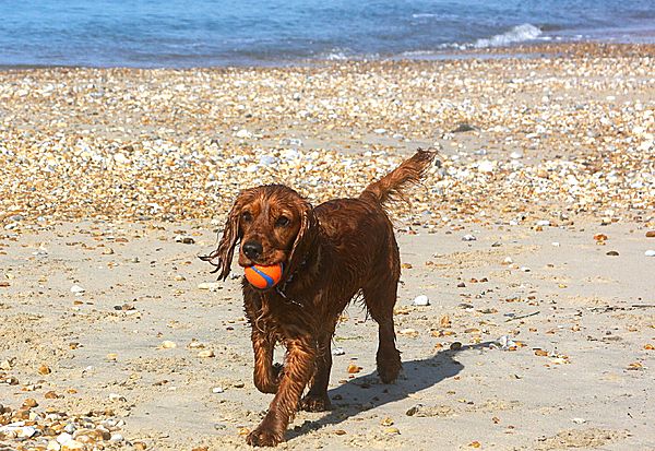Ruby on her beach holiday
