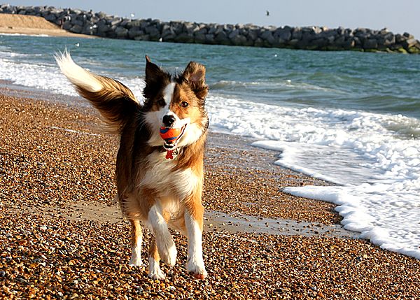 Woody loves the beach