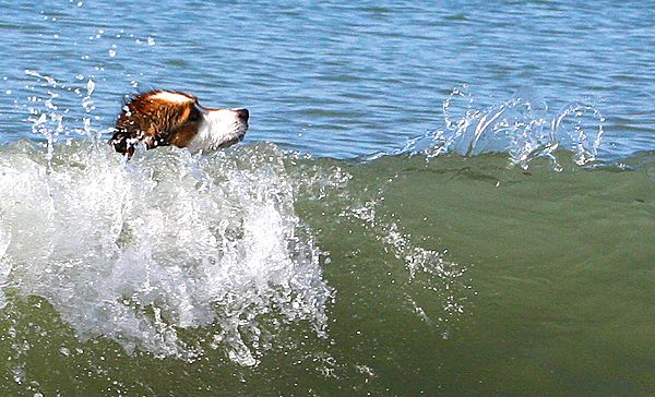 Surfing dog