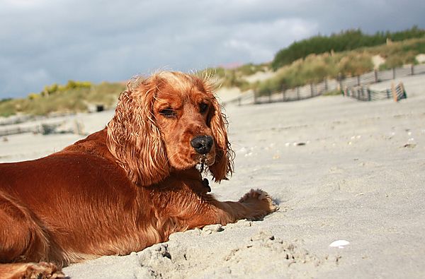 Ruby on West Wittering Beach
