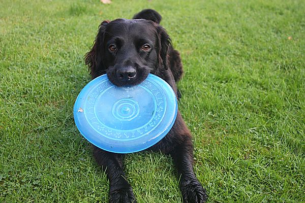 Marley with the Frizbee